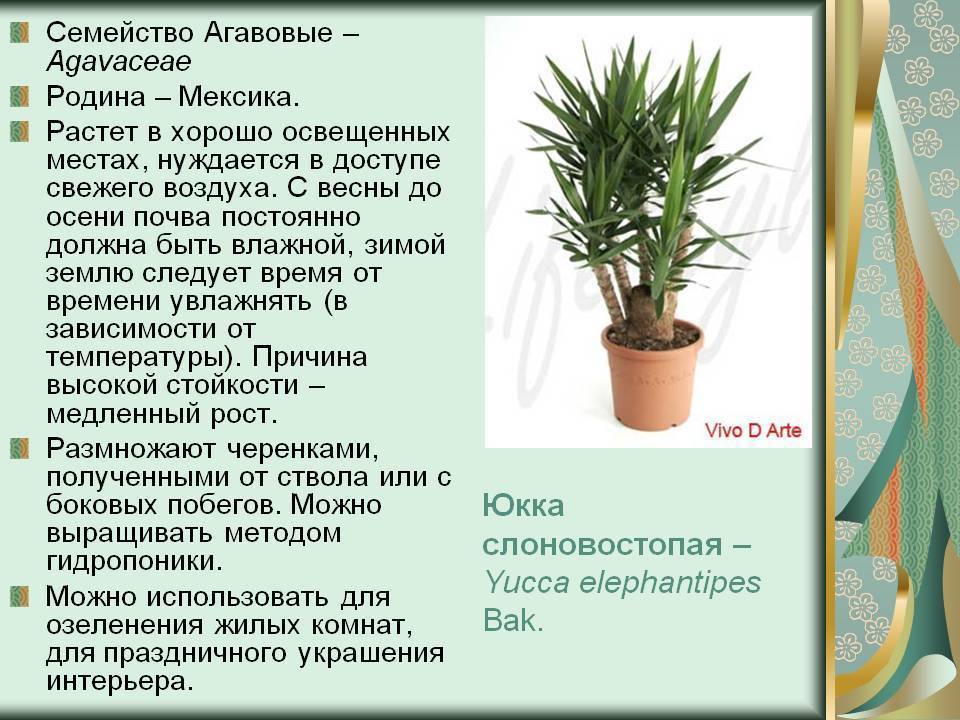Юкка: выращивание цветка в комнатных условиях