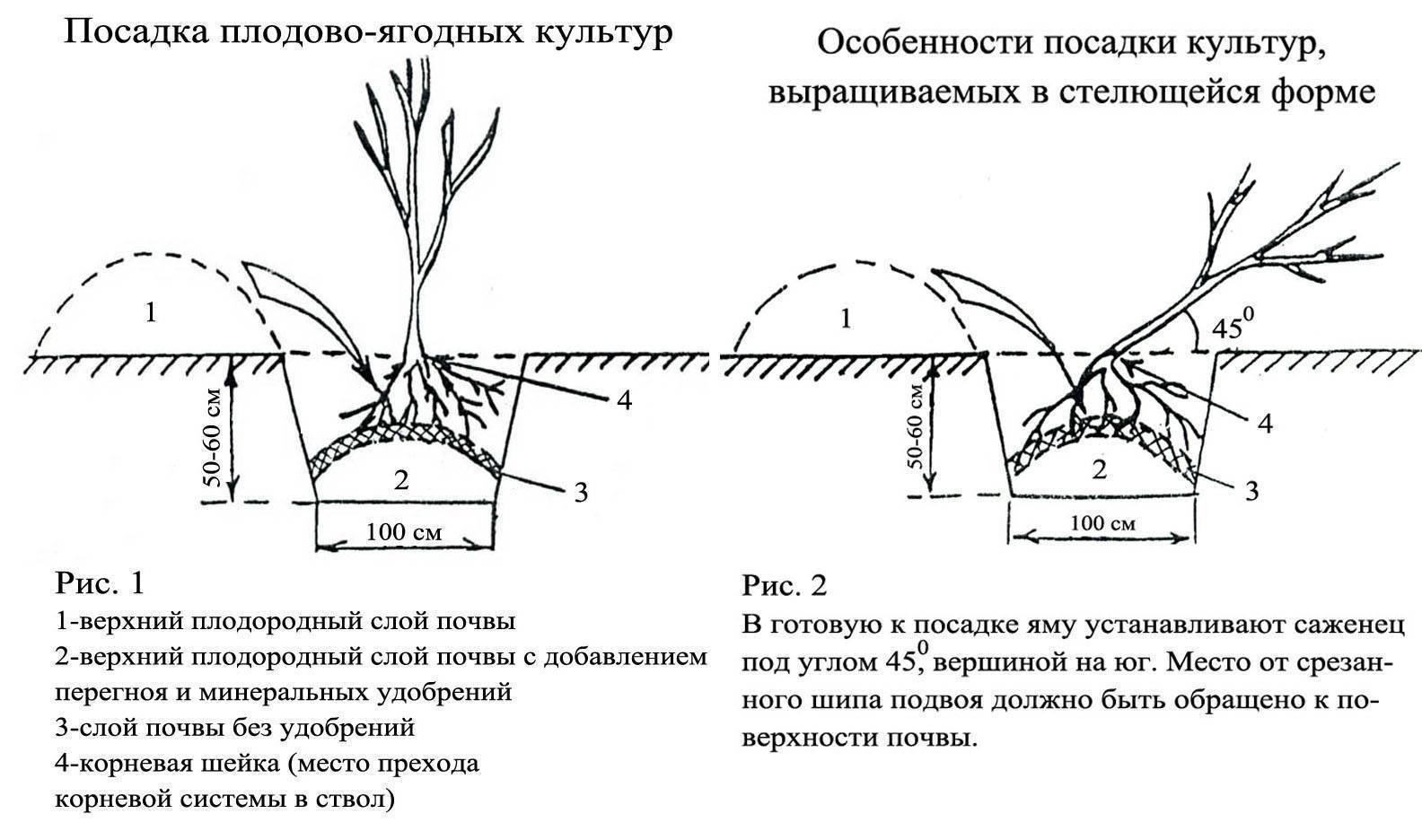 Хризантема: как и когда сеять на рассаду, ухаживать, высаживать в открытый грунт