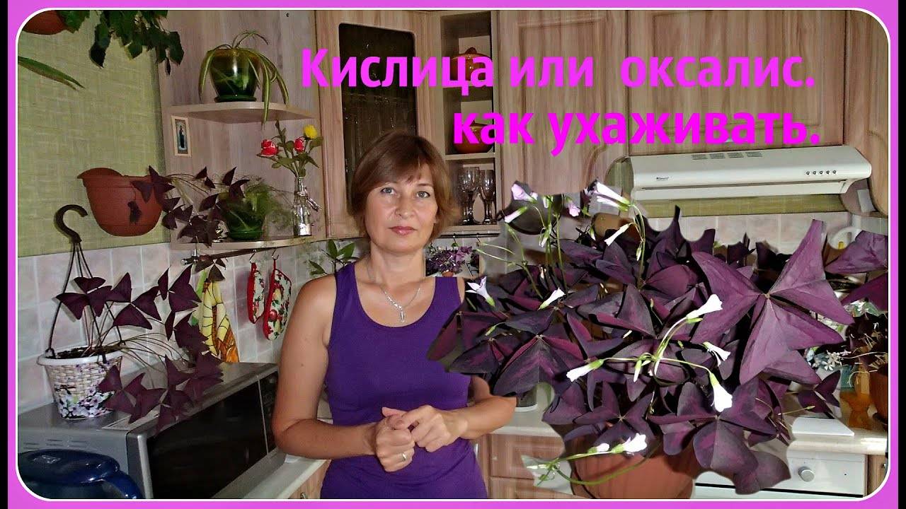Как ухаживать за кислицей фиолетовой в  домашних условиях 