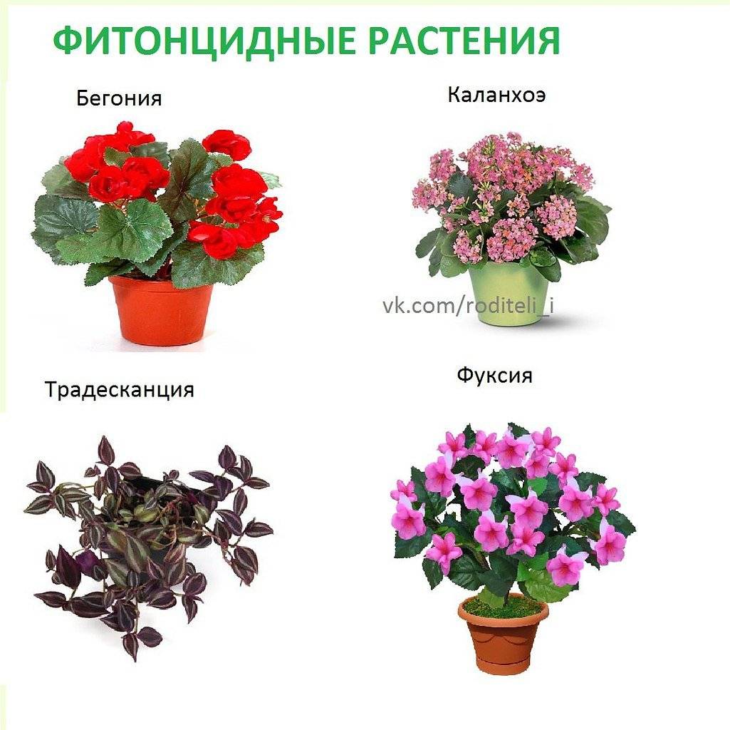 Цветущие комнатные растения - названия, фото и описания (каталог)