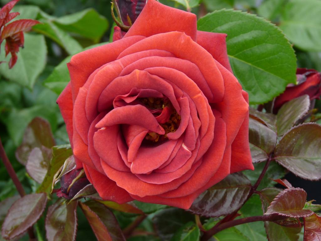 ✅ о розе терракота (terracotta): описание и характеристики розы терракотовой