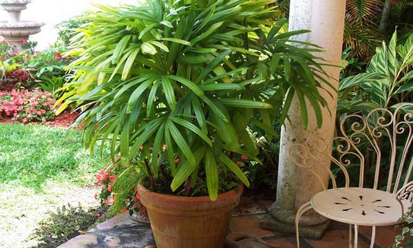 Бамбуковая пальма рапис
