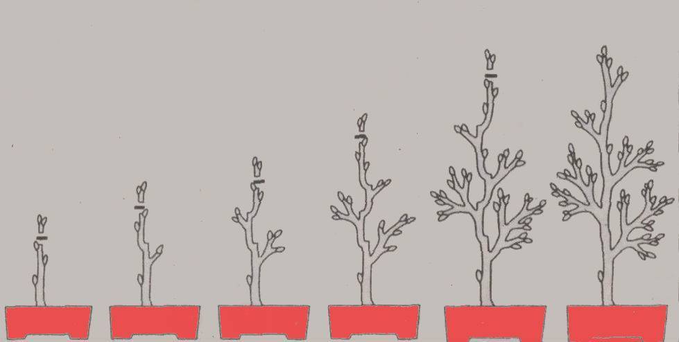 Клен бонсай: как вырастить в домашних условиях, какие виды подходят и как сформировать крону своими руками, требования к выращиванию дерева из семян дома