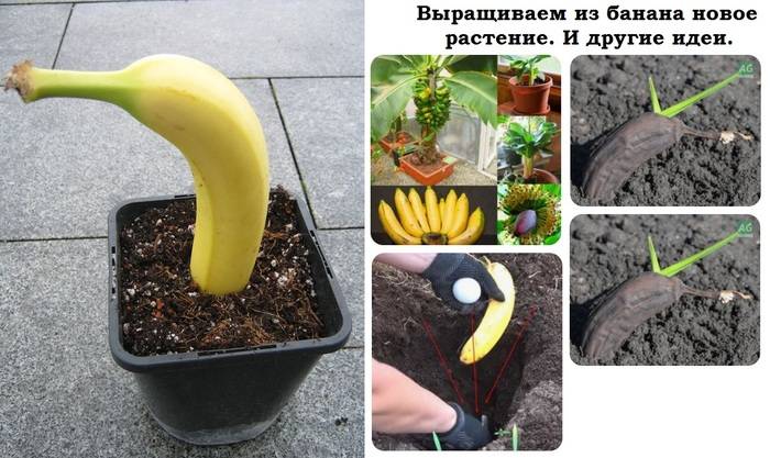 Как вырастить банан в домашних условиях