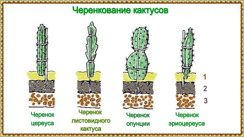 Размножение кактусов в домашних условиях, посадка без корней, как вырастить из отростков, деток, семян и прочие варианты