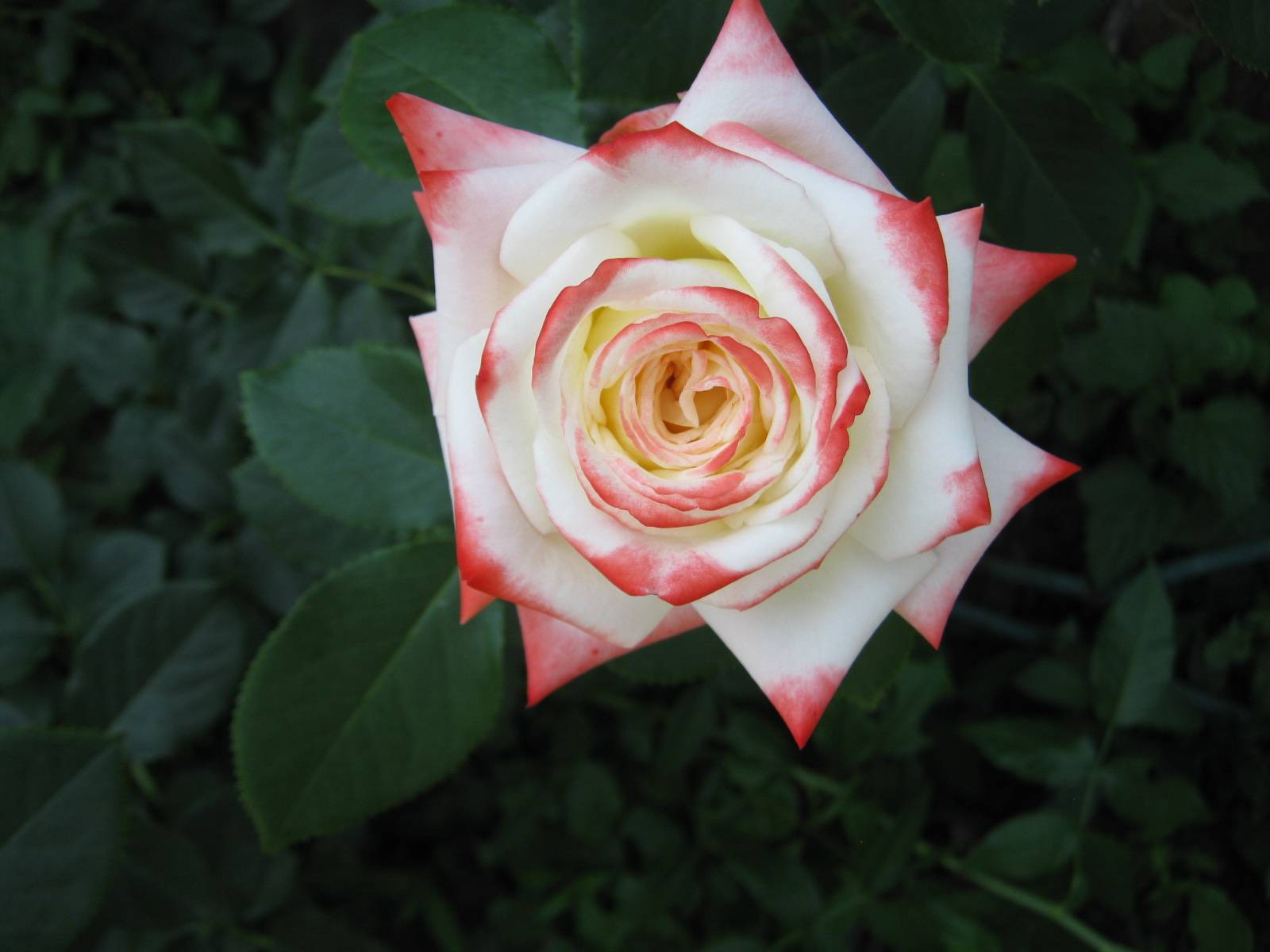 Роза чг императрица фарах – история и описание сорта