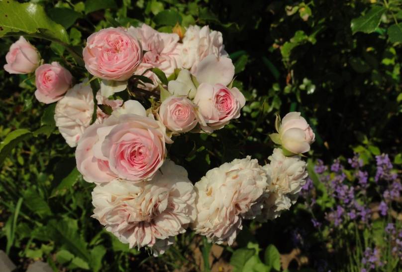 Почвопокровные розы | энциклопедия роз