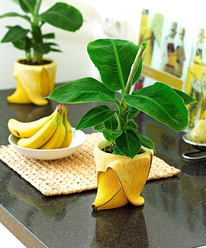 Мини бонсай банана - уход и выращивание