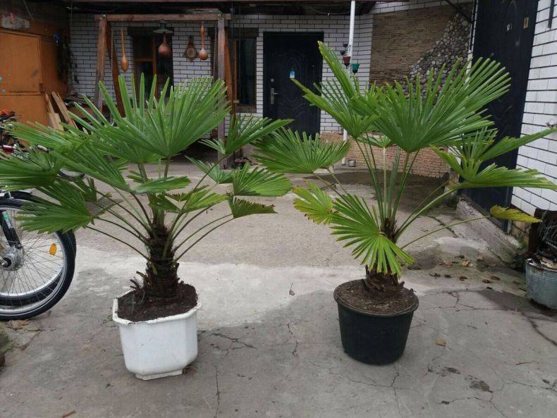 Удивительная пальма хамеропс — особенности ухода в домашних условиях