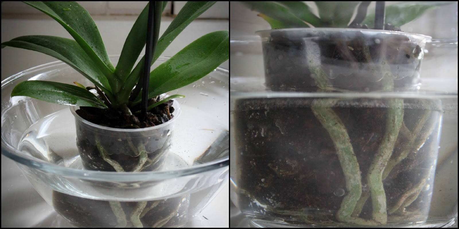 Как полить орхидеи в домашних условиях: температура воды и периодичность - sadovnikam.ru