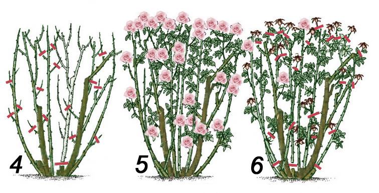 Основная обрезка роз весной: правила и важные аспекты