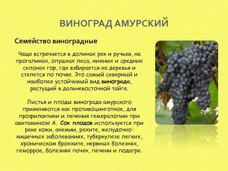Происхождение и классификация семейства виноградовые
