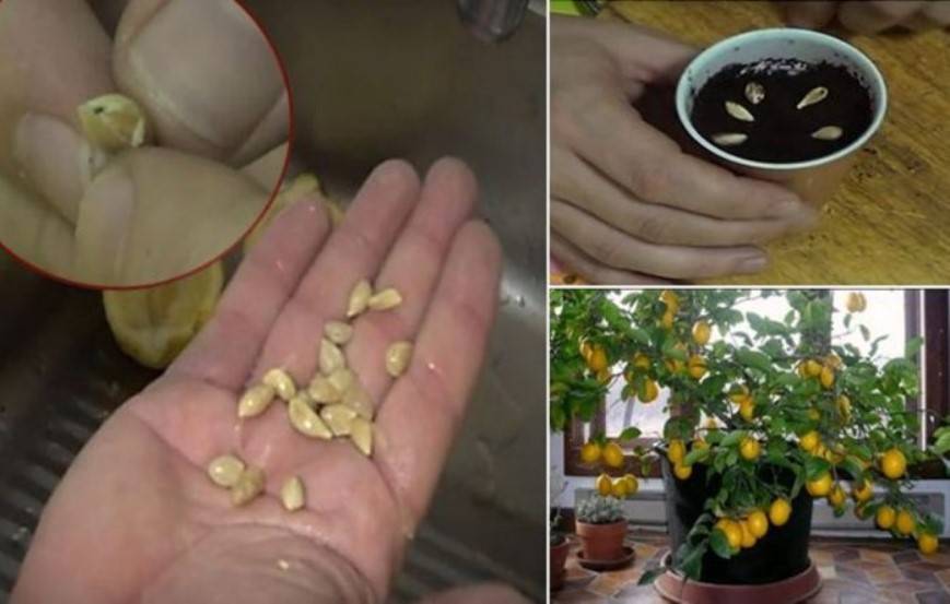 Выращивание лимона из косточки в домашних условиях: правила посадки и ухода