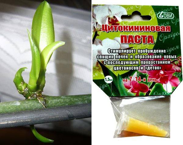 Полезные средства для орхидей — цитокининовая паста