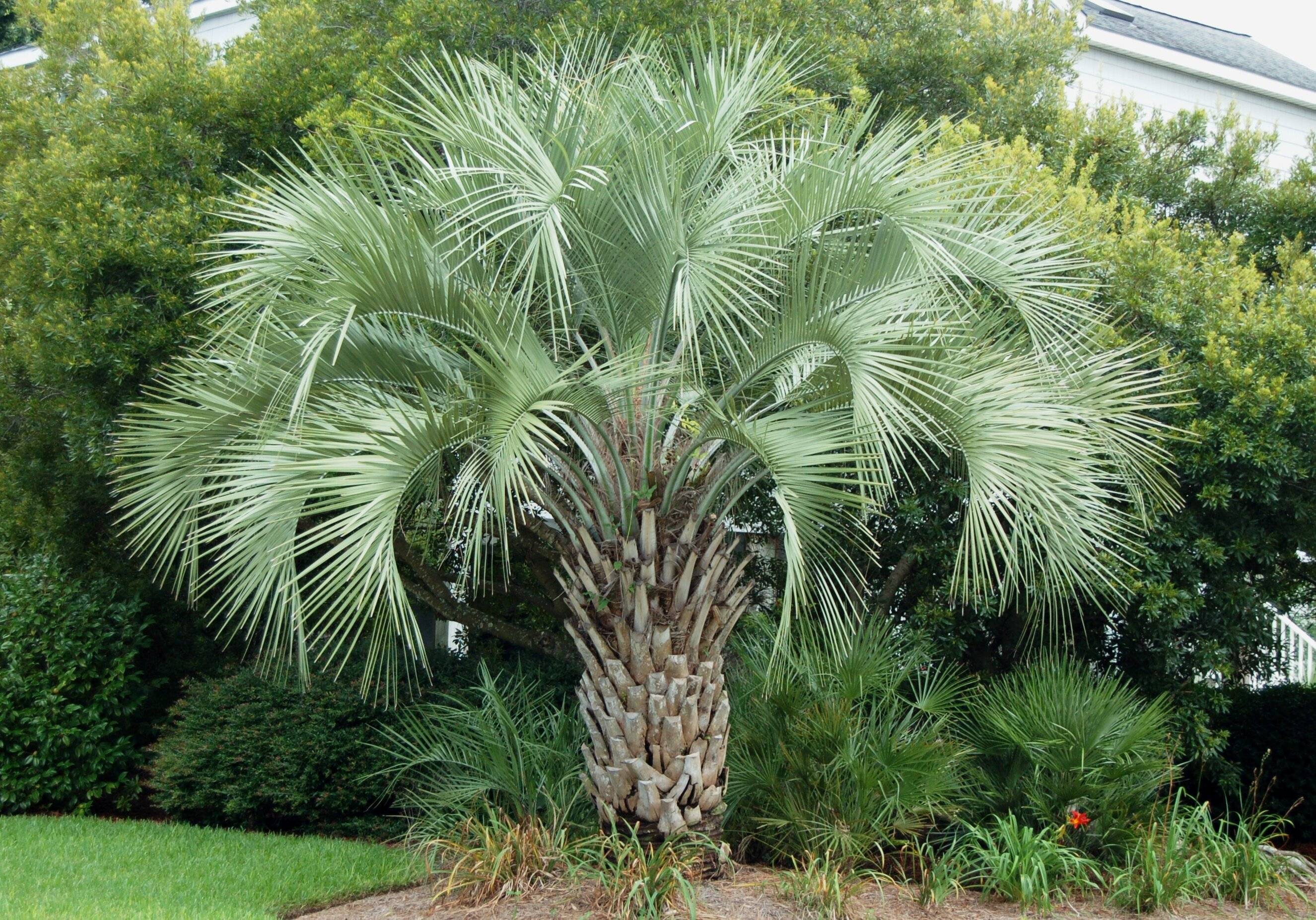 О видах пальмы домашней: трахикарпус форчуна, веерная и бамбуковая пальмы