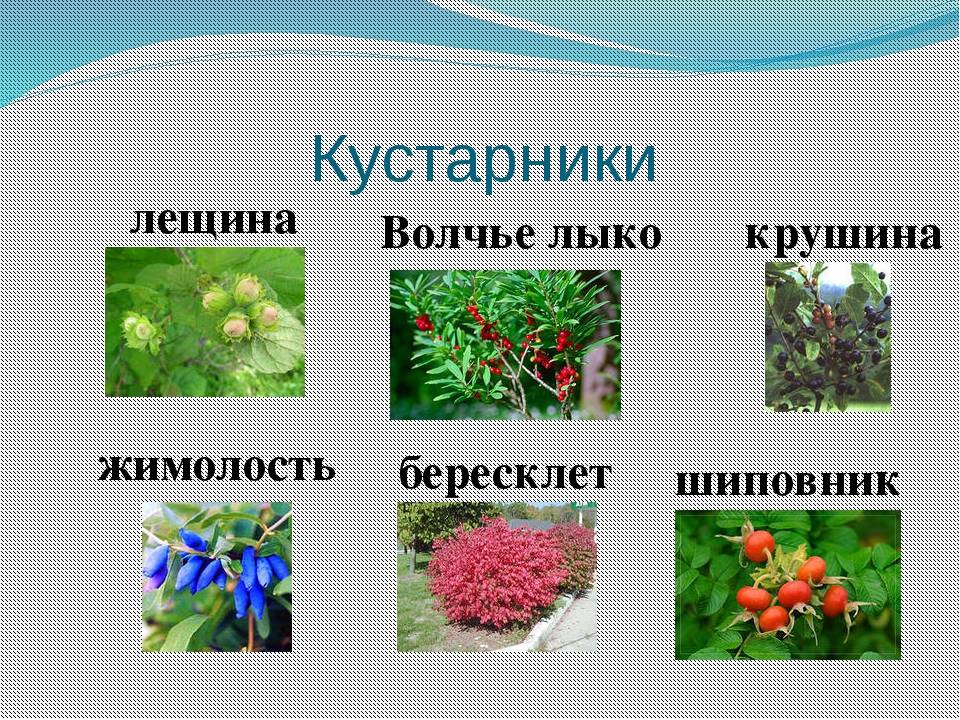 Экзотические цветы с названиями, описаниями и фото + диковинные тропические растения для выращивания в домашних условиях