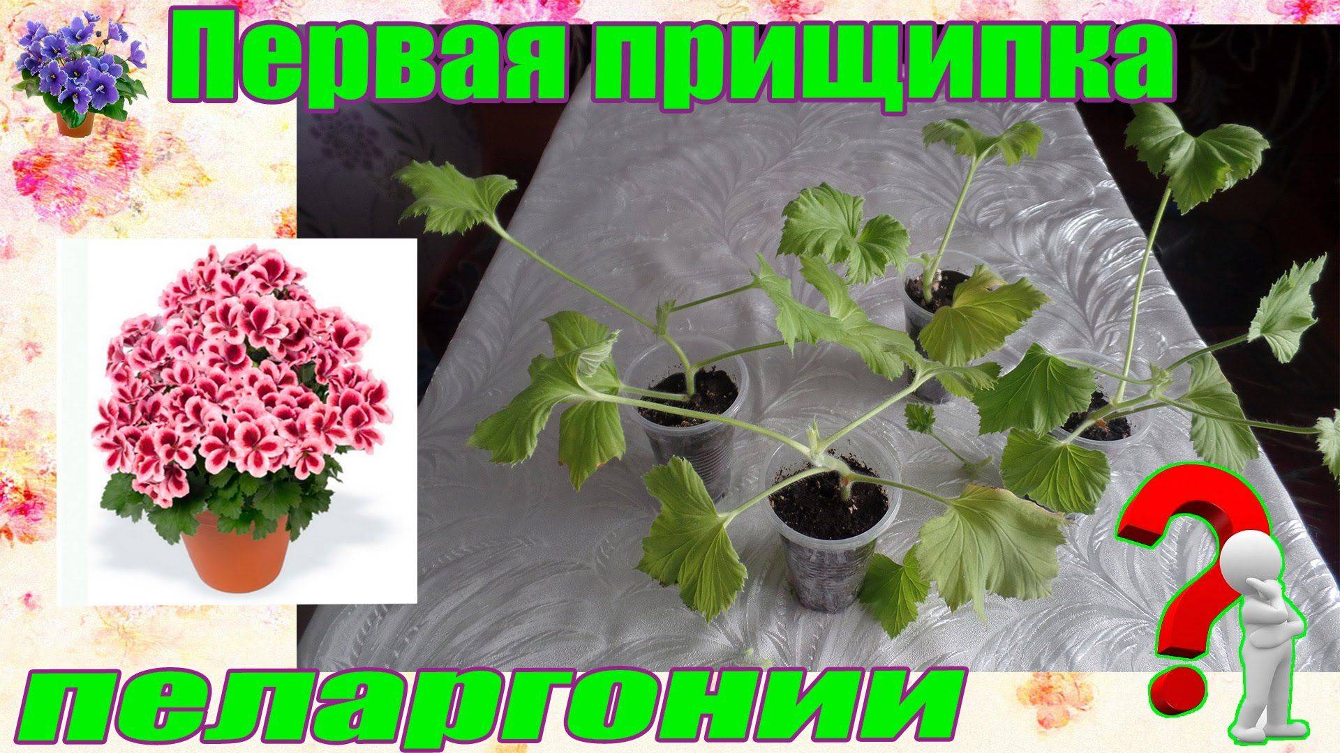 Пеларгония королевская: советы по выращиванию и уходу в домашних условиях