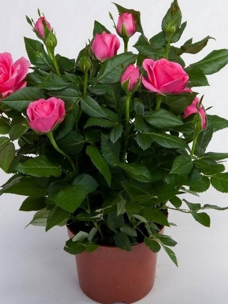 10 секретов выращивания комнатных роз. освещение, выбор места, уход в домашних условиях. фото — ботаничка