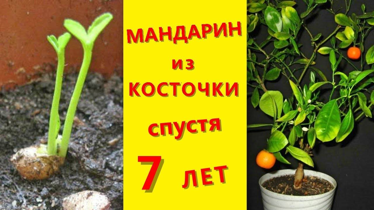 Мандариновое дерево в горшке: особенности выращивания в домашних условиях - sadovnikam.ru