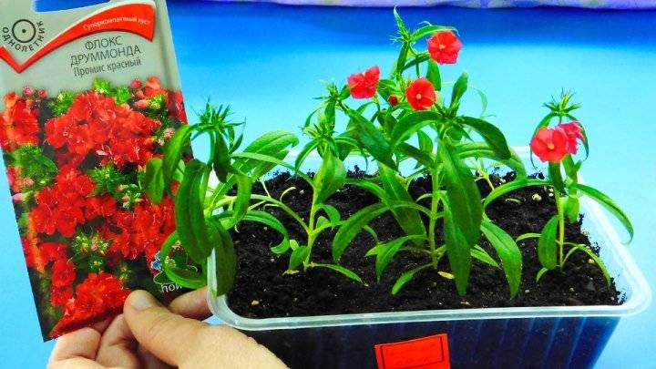 Сроки посадки и особенности выращивания флокса друммонда из семян 2022 года