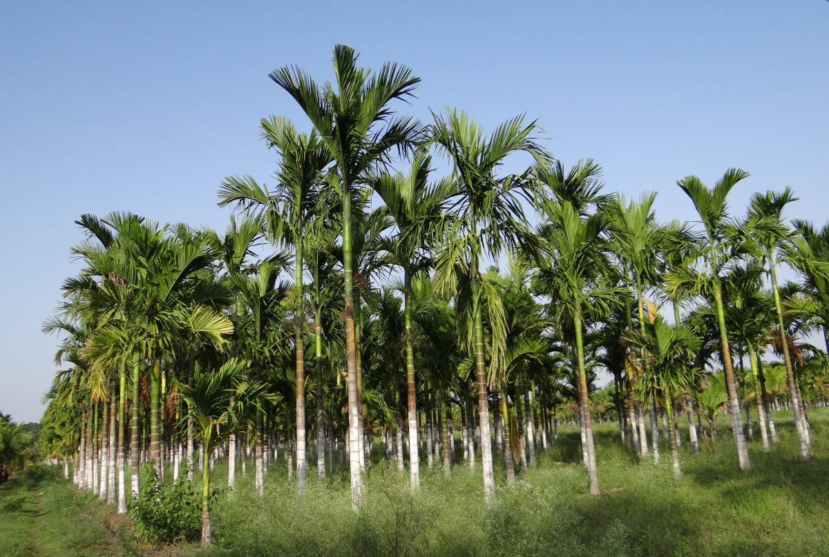 Что растет на пальме? семейство пальмовые. кокосовая пальма. финиковая пальма. королевская пальма :: syl.ru