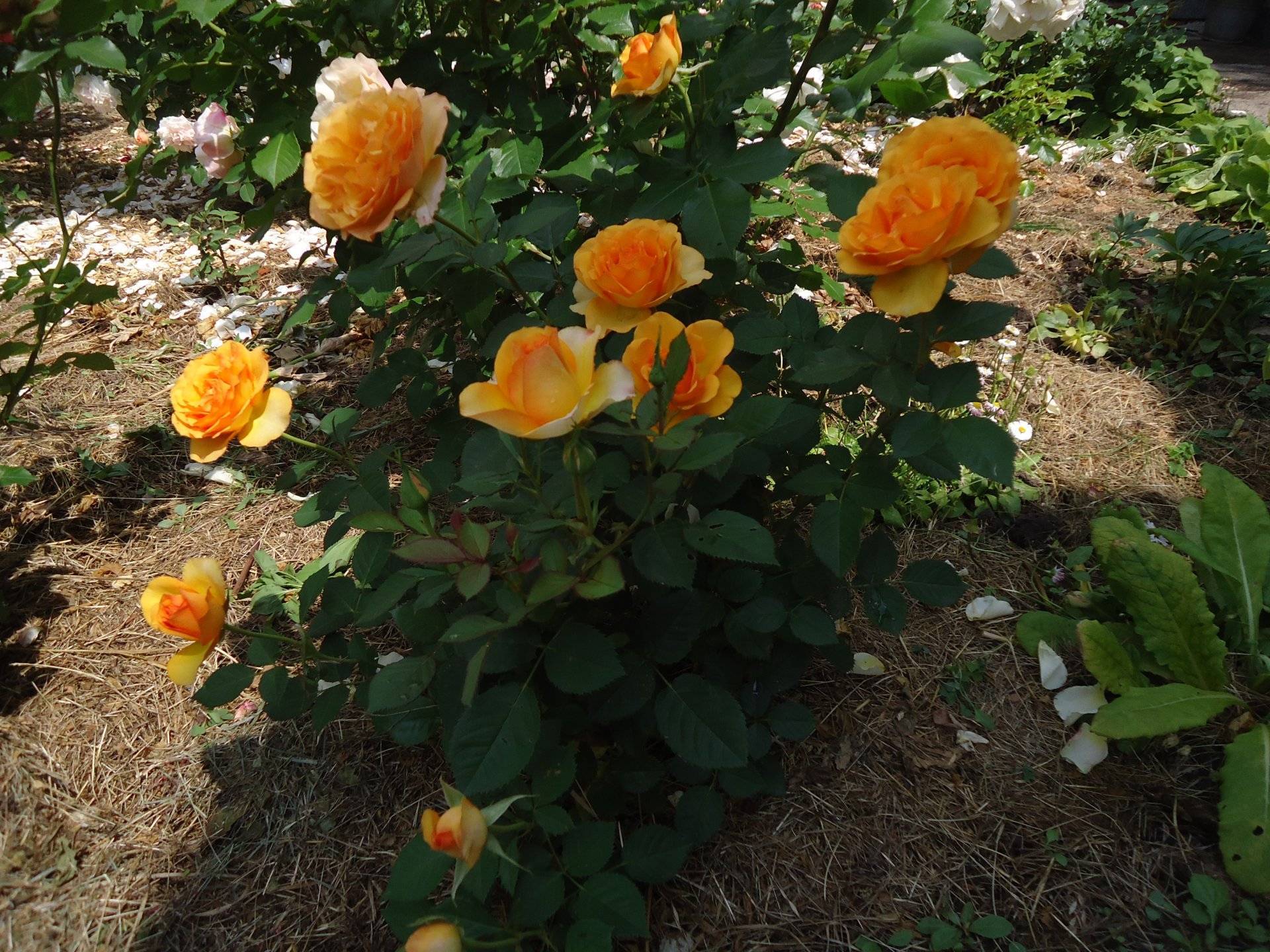 Какие розы ? самые неприхотливые и зимостойкие: описание, характеристики, особенности выращивания, фото | qlumba.com