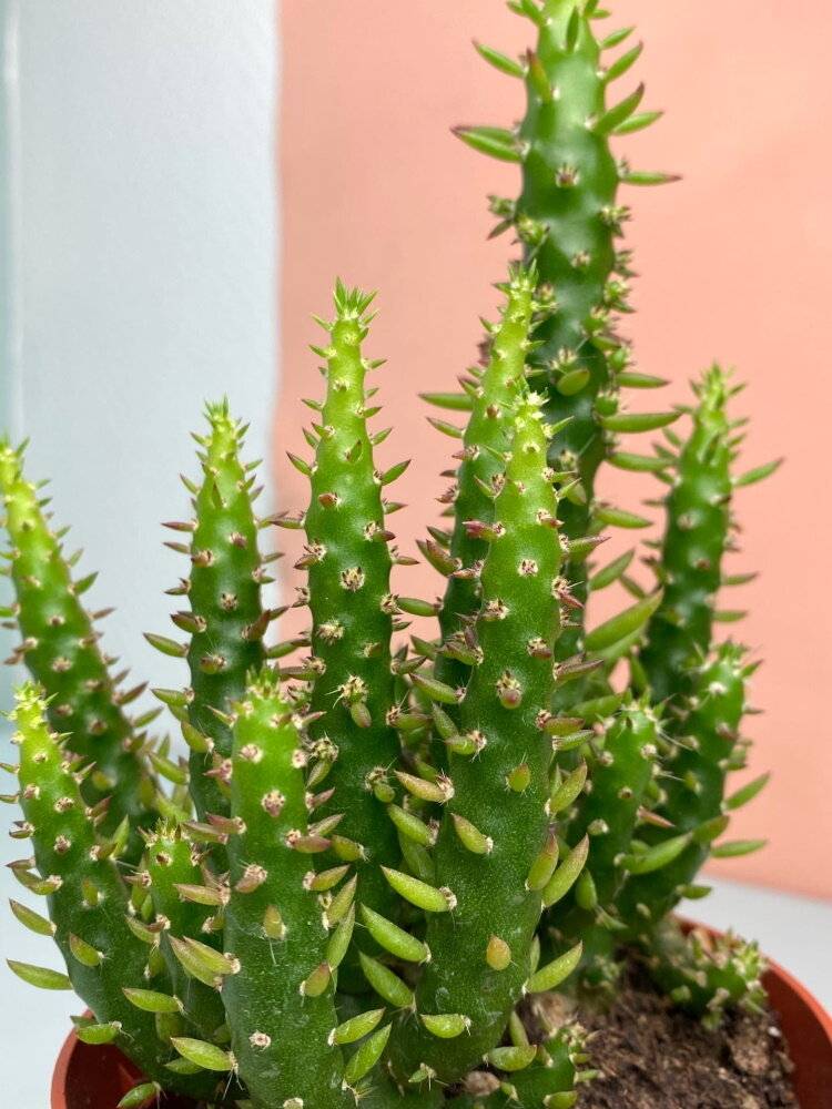 Аустроцилиндропунция — оригинальный кактус для ленивых цветоводов. уход в комнатных условиях. фото — ботаничка