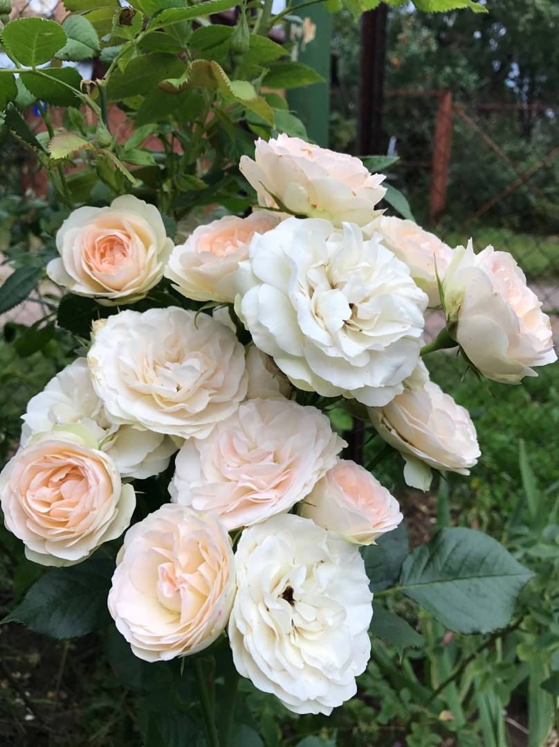 Характеристика и описание розы пастелла - блогфермера