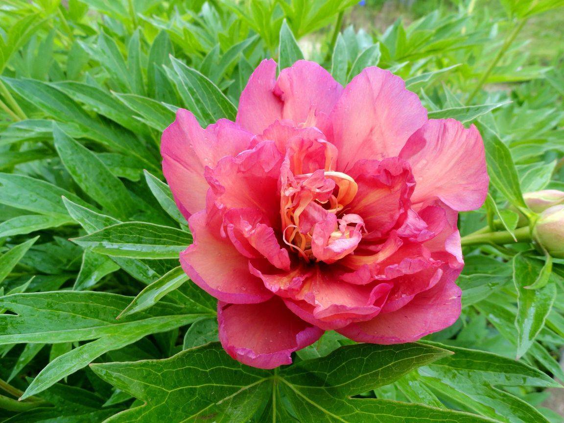Пион джулия роуз (julia rose): описание ито-гибрида, фото, посадка и уход