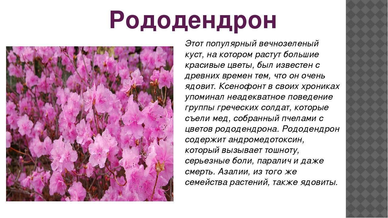 Рододендрон. цветок, достойный эдема.