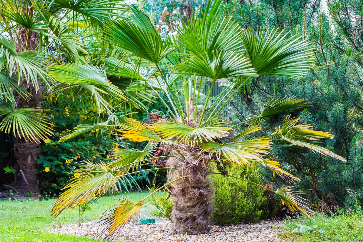 Пальма трахикарпус вагнера и форчуна: фото, уход в домашних условиях
