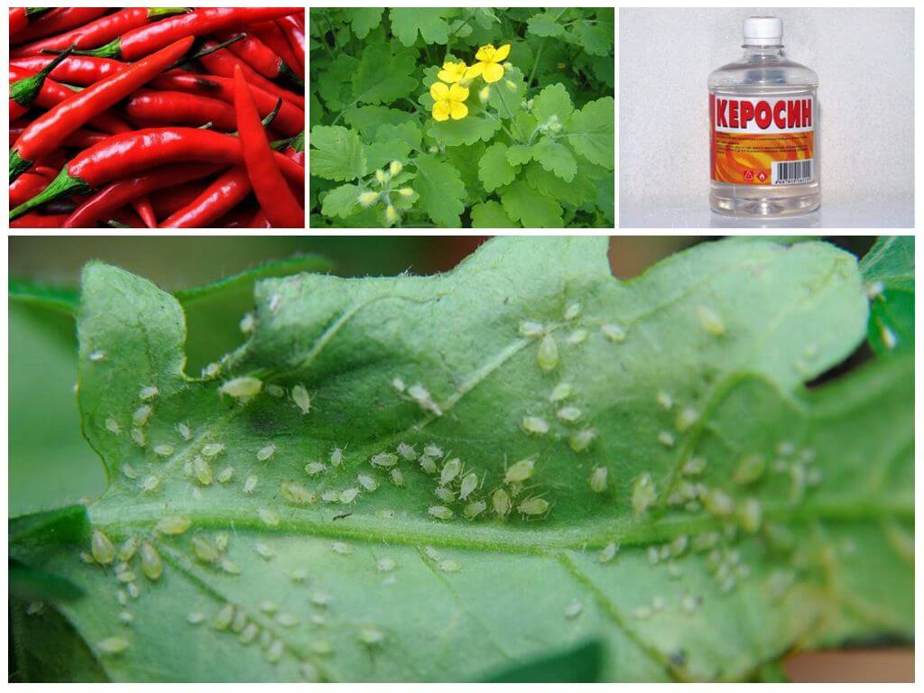 Мыльный раствор для растений против вредителей и болезней | как приготовить для опрыскивания цветов от тли и паутинного клеща