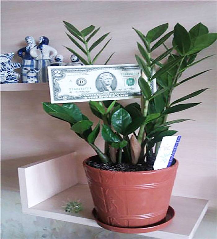 Долларовое дерево (замиокулькас): уход в домашних условиях, фото