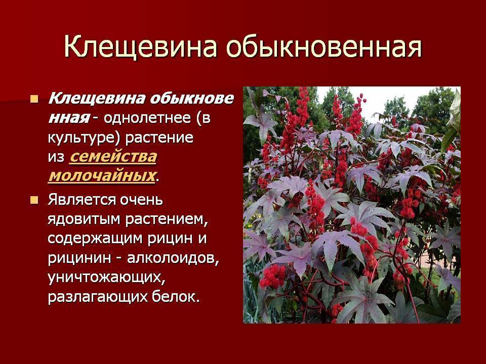 Цветы стали переносчиками ковида. Клещевина обыкновенная. Клещевина ядовитое растение семена. Растение клещевина обыкновенная. Клещевина обыкновенная ядовитое.