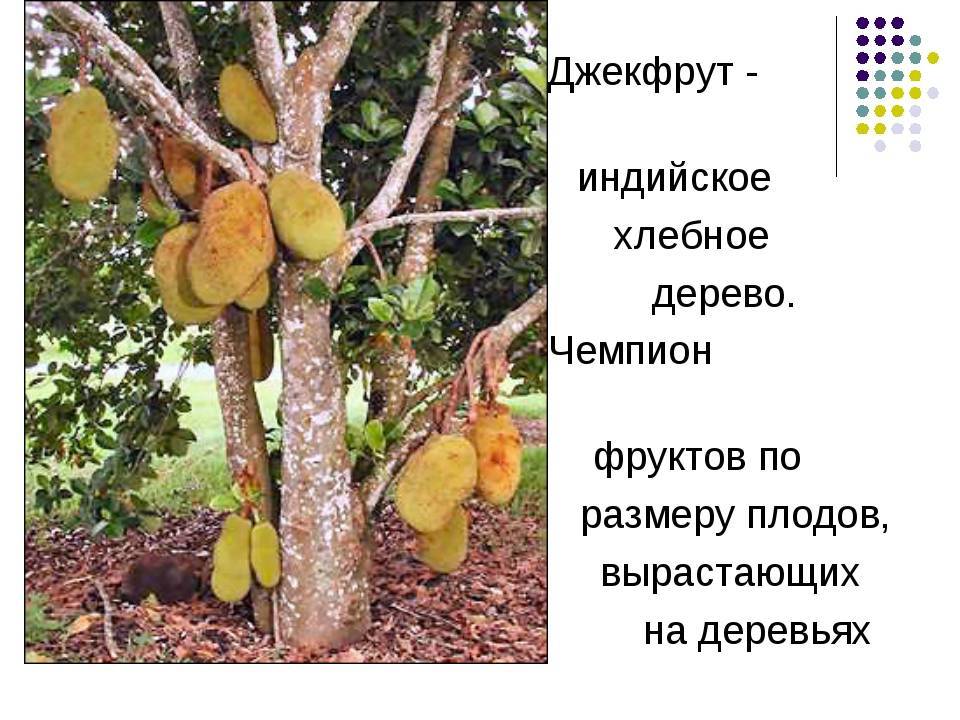 Хлебное дерево: описание и ареал произрастания, разновидности и плоды, употребление и полезные свойства