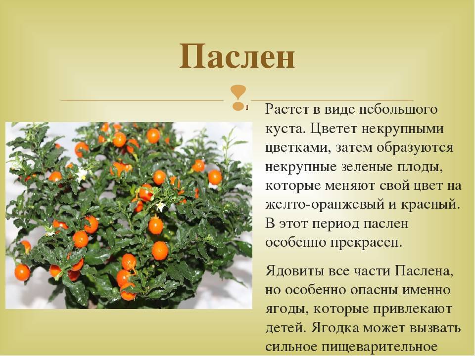 Паслен черный: описание. ягода паслена ядовита или нет? :: syl.ru