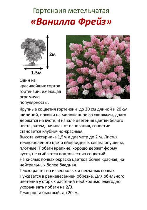 Все о цветении гортензии. как ухаживать за растением в этот период?