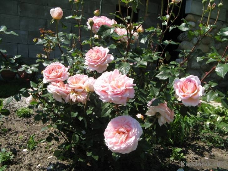 Роза «абрахам дерби»: описание сорта, фото и отзывы
