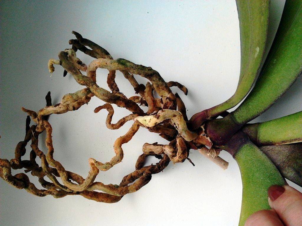 Как спасти орхидею, если корни сгнили