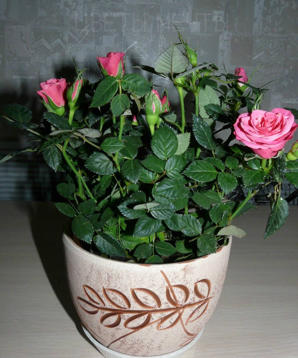 Комнатные розы: уход в домашних условиях (фото) - roza-i-fialka.ru