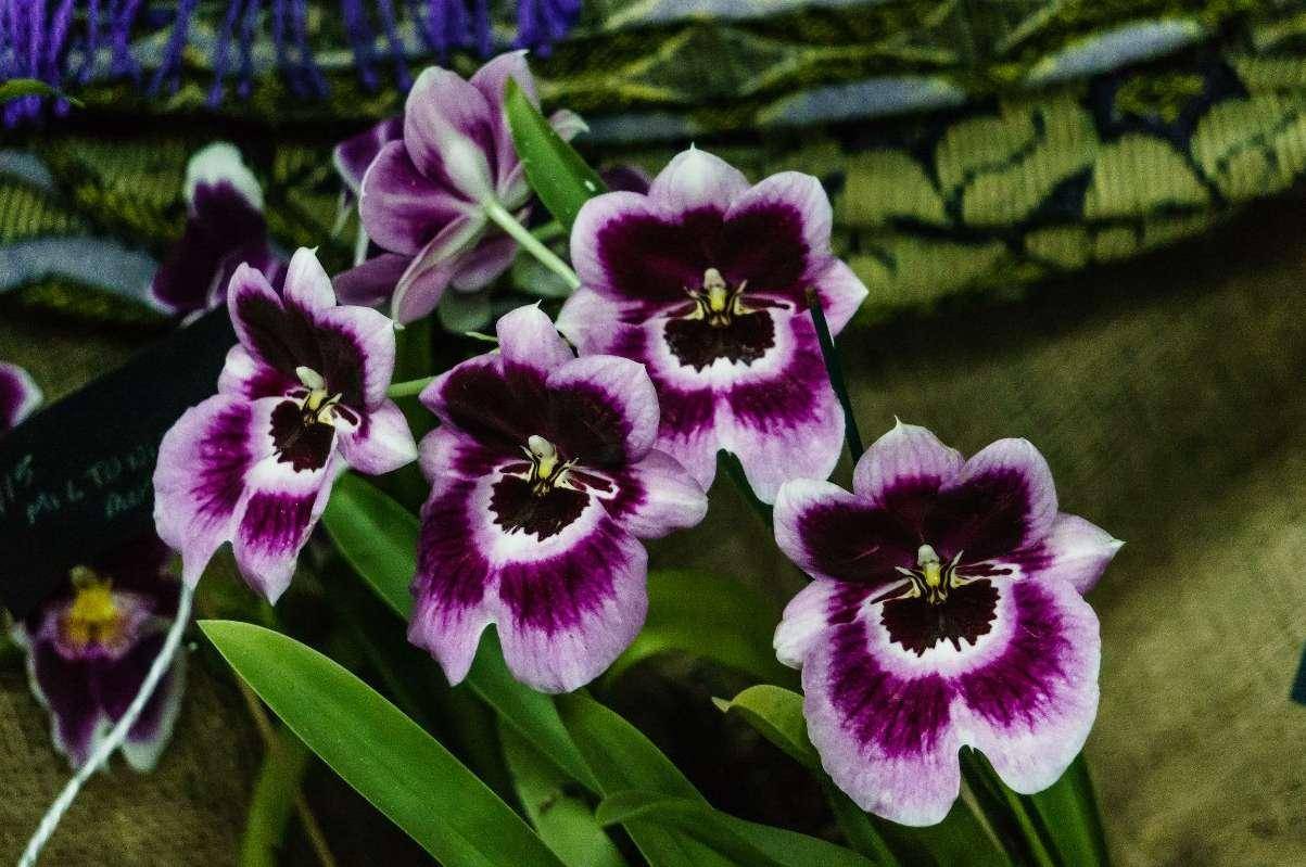 Орхидея мильтония: особенности и уход в домашних условиях