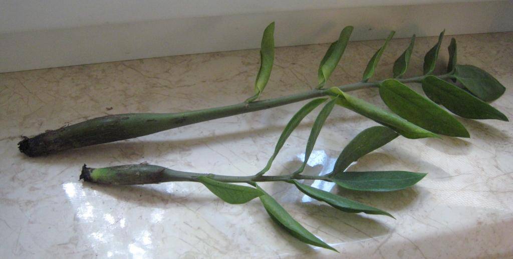 Замиокулькас – размножение листом, веткой, как рассадить в домашних условиях?