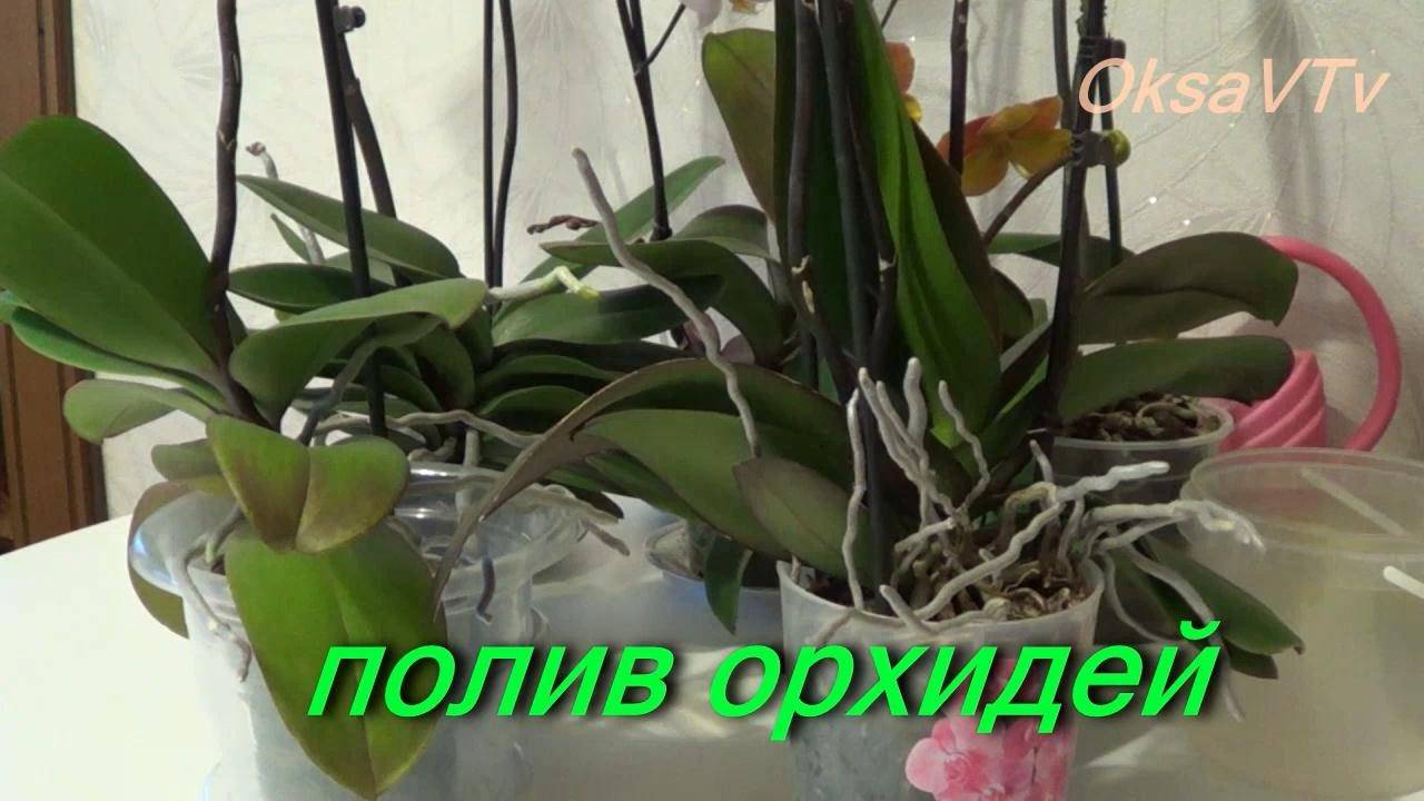Если орхидея «ленится» — как заставить её цвести? 9 важных правил