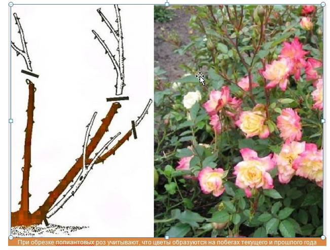 Как правильно посадить и выращивать плетистую розу в открытом грунте