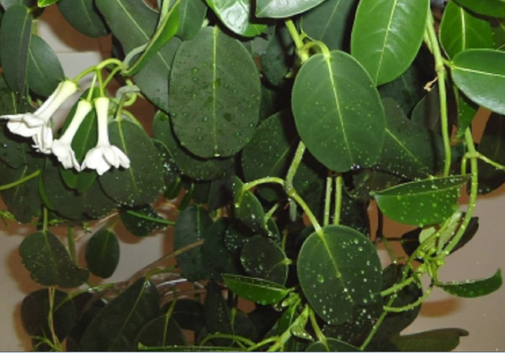 Стефанотис: особенности выращивания мадагаскарского жасмина в домашних условиях