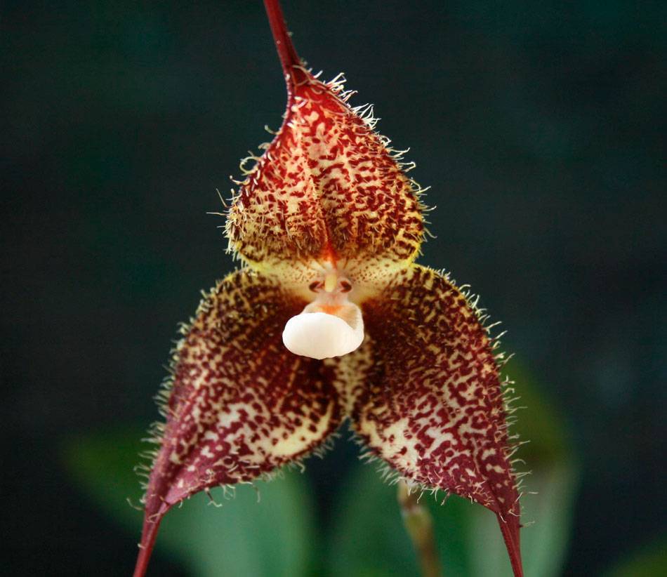 Редкая орхидея дракула (обезьянья мордочка). уход в домашних условиях. фото, видео