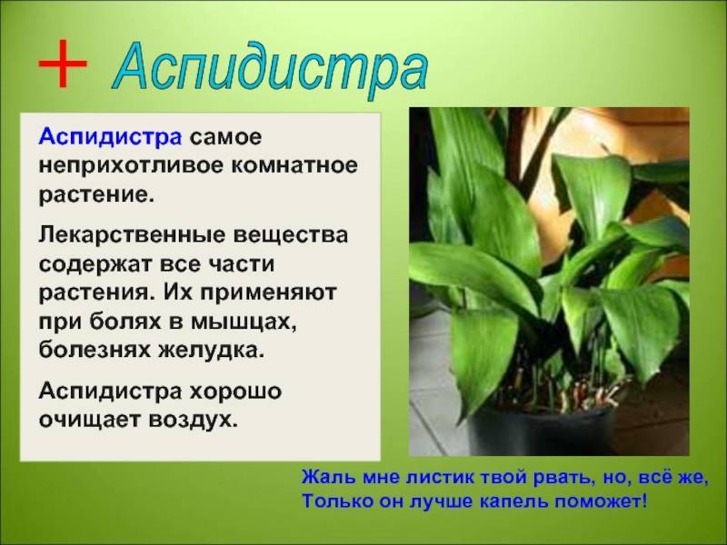 ᐉ цветок аспидистра: уход в домашних условиях, фото и виды, размножение и пересадка - roza-zanoza.ru