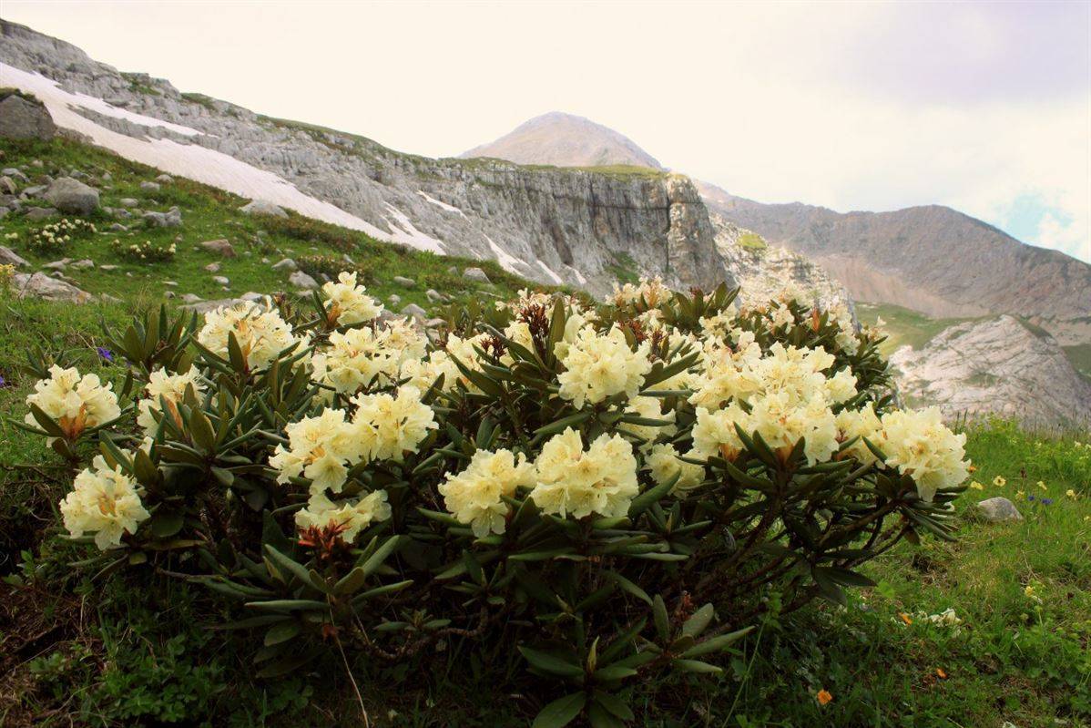 Рододендрон кавказский горный: фото и описание сортов растения, а также его лечебные свойства и рецепт полезного чая и настойкидача эксперт
