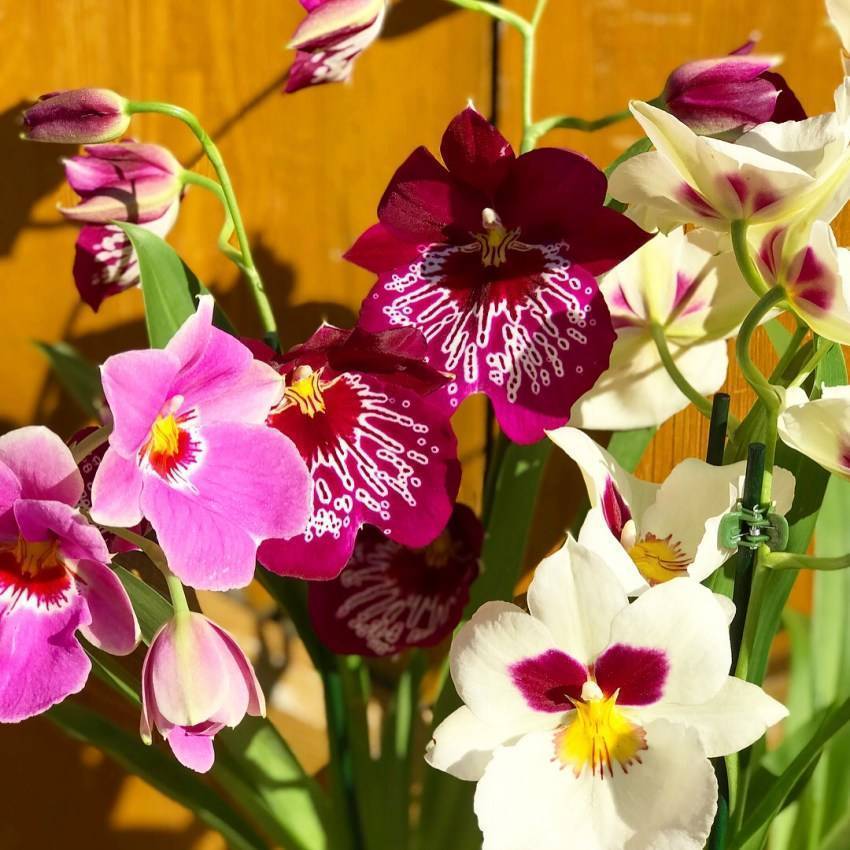 Орхидея мильтония - уход в домашних условиях, фото и виды цветка