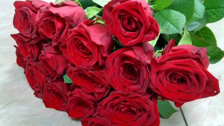 Роза ред наоми (red naomi): фото, описание и особенности